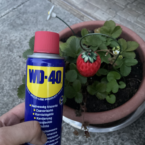 Kerti dekoráció karbantartás WD40-el
